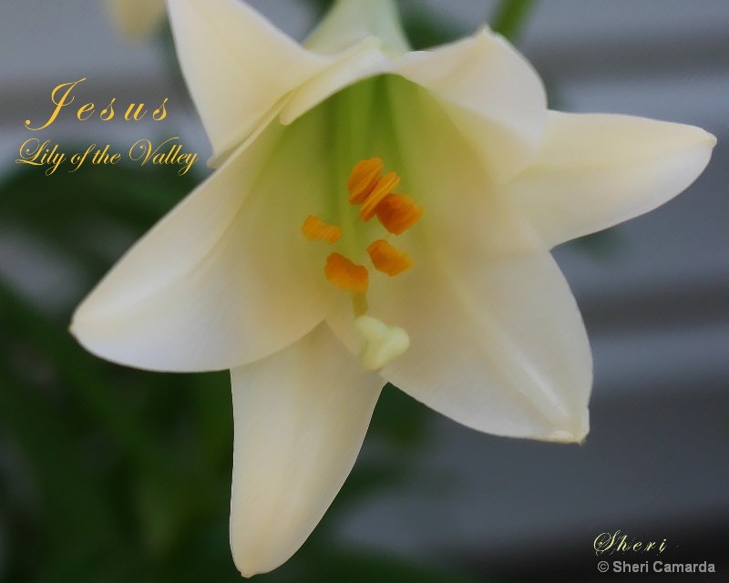 Lily