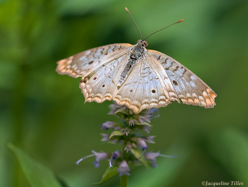 White Peacock Butterfly