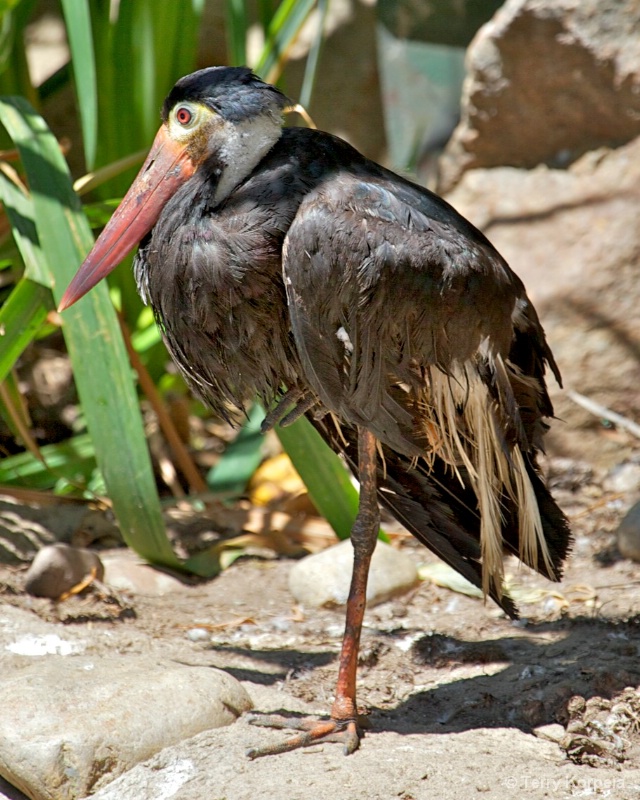 Storm Stork