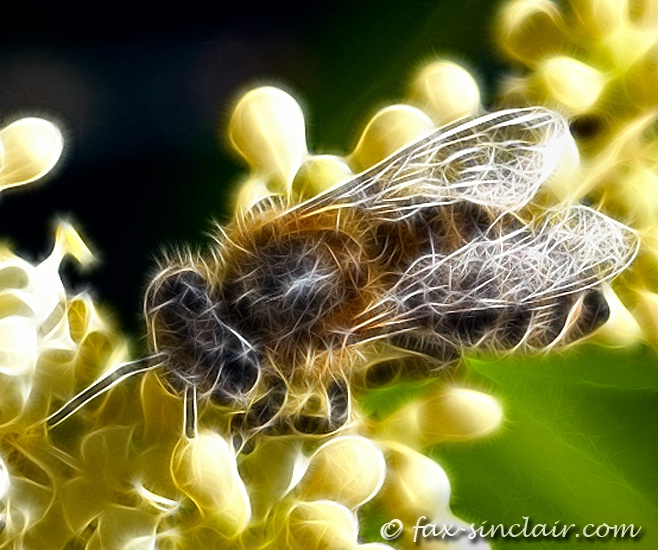 Bee Fractalius 4