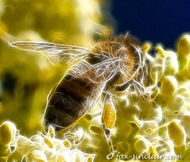 Bee Fractalius 3 