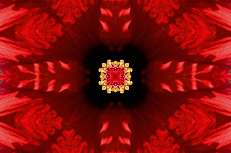 Williamsburg Flower--Kaleidoscope #2