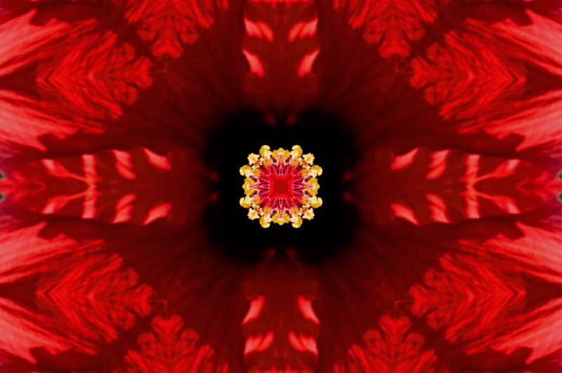 Williamsburg Flower--Kaleidoscope #2