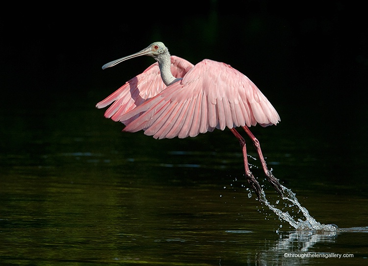 Roseate Taking Off