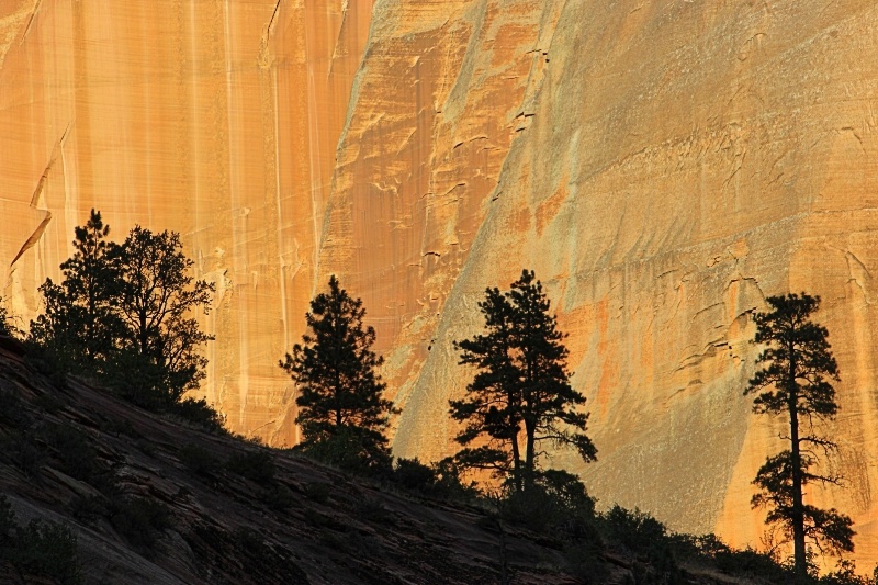 Sunset Trees