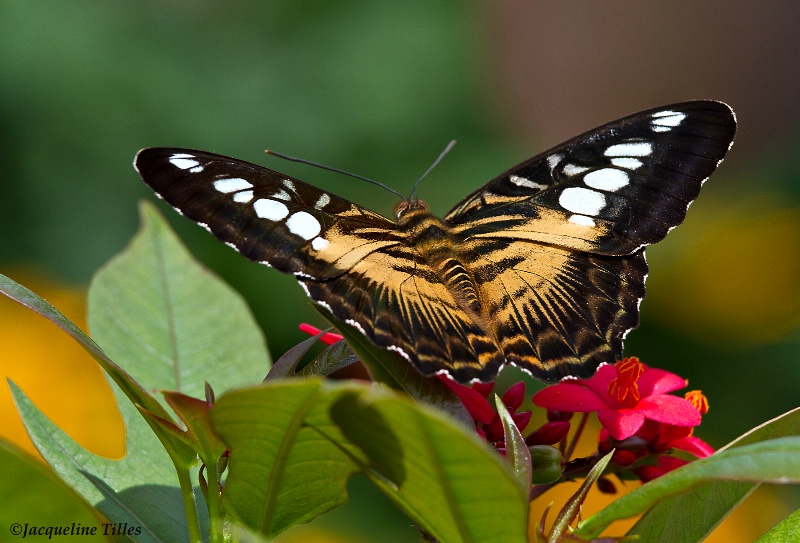 Clipper Butterfly