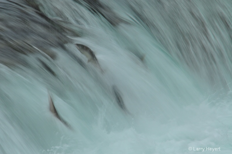 Salmon Swimming at Katmai National Park Alaska