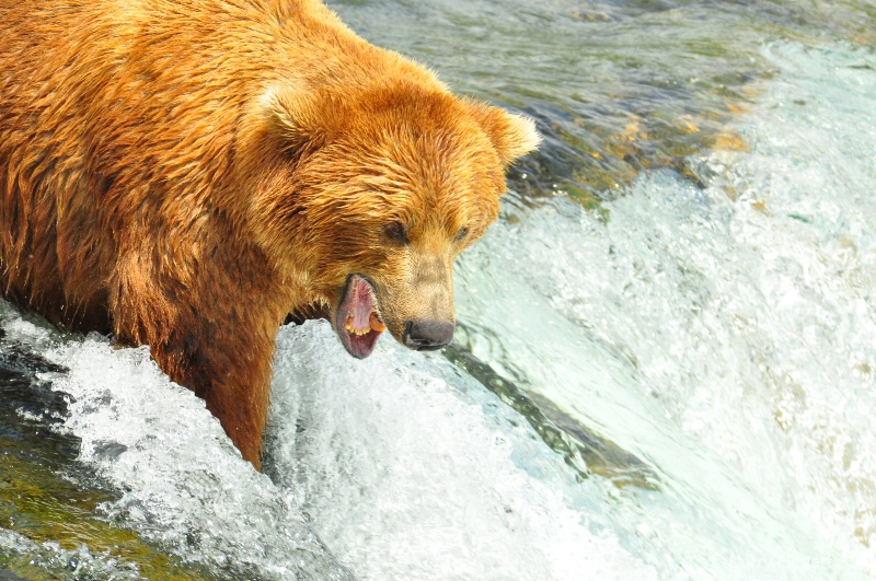 Brown Bear at Katmai National Park Alaska