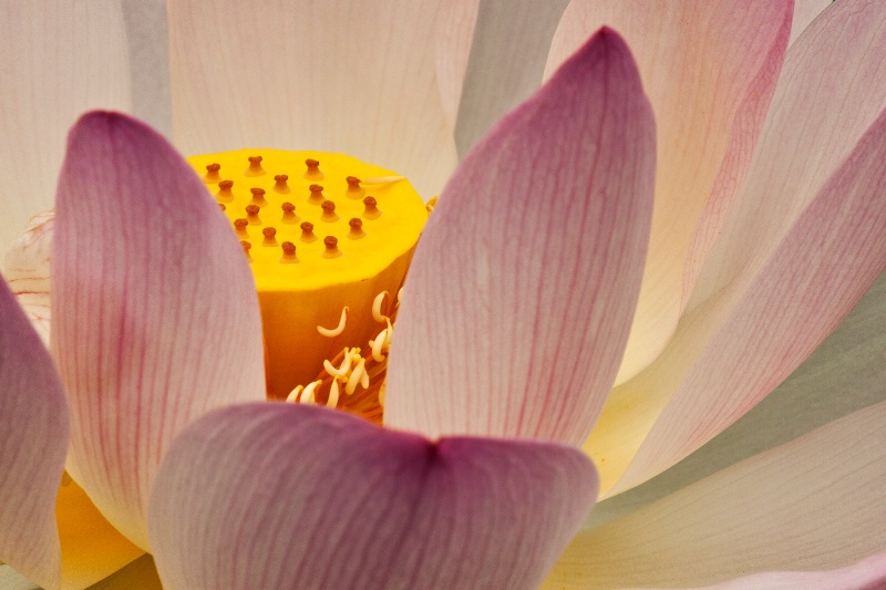 Inner Lotus