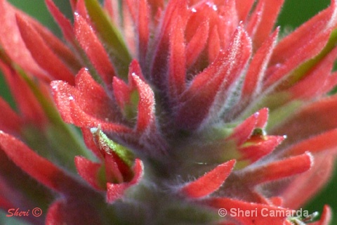 Indian Paint Brush