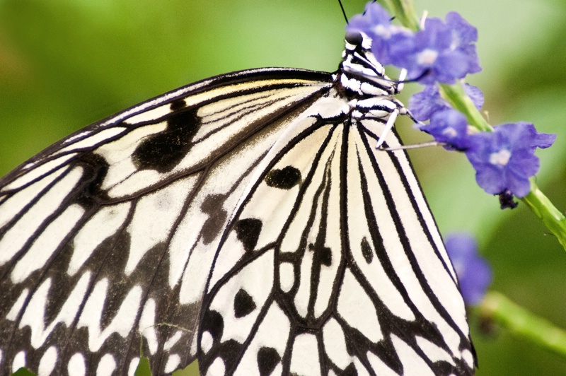 Richmond Butterfly