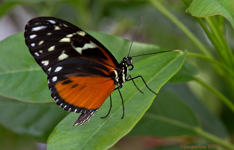 Tiger Longwing Butterfly