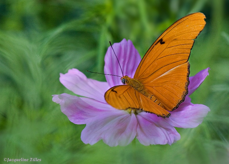 Julia Butterfly on Pink Cosmos