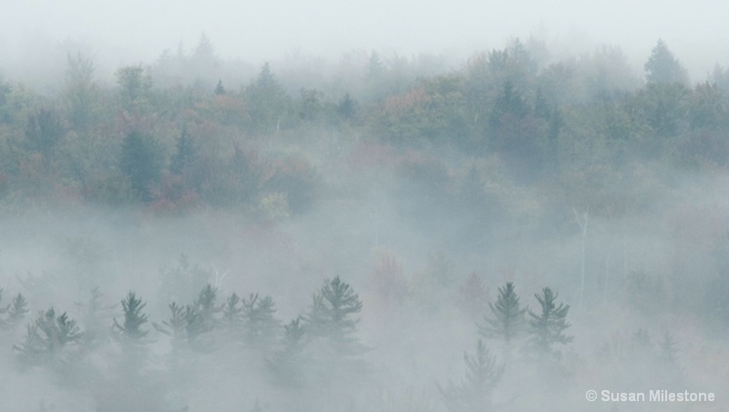 Foggy Morning White Mountains NH