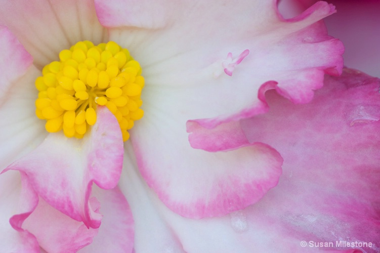 PInk & White Begonia 9972