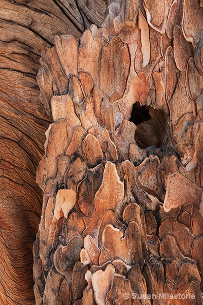 Ancient Bristlecone Pine Bark 6408
