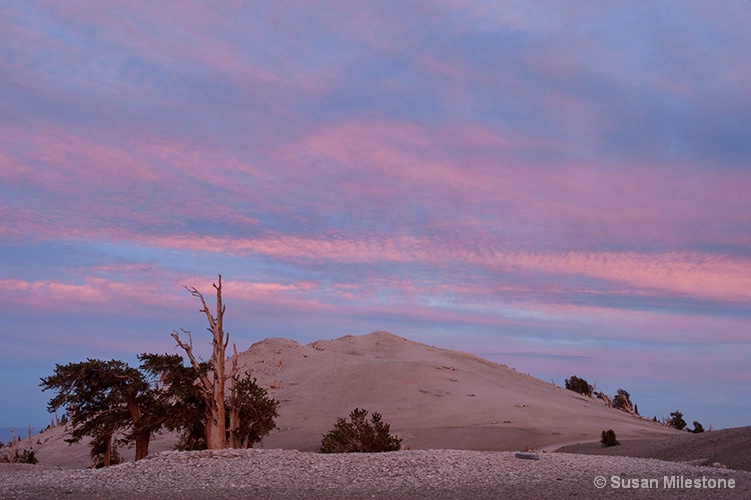 Ancient Bristlecone Pine Sunset 2850