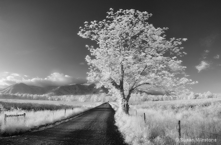 Cades Cove IR Tree Pan