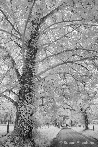 Cades Cove Sparks Lane Trees IR 8572