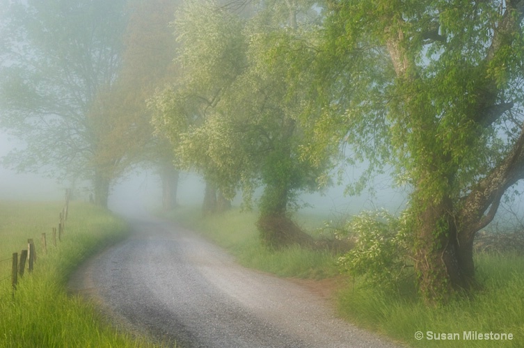 Cades Cove Trees Foggy Morning