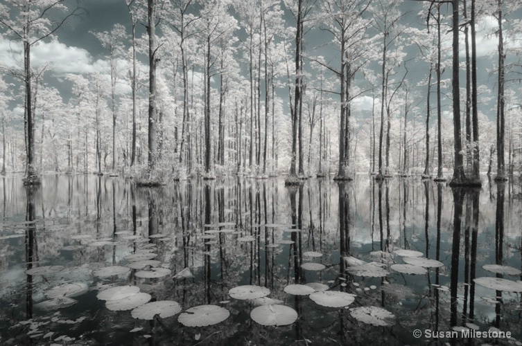 Cypress Swamp IR 7616