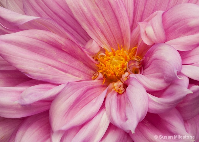 Dahlia 5717