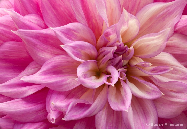 Dahlia 5738