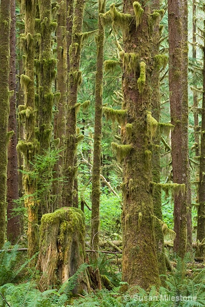 Hoh Rain Forest, WA 0241