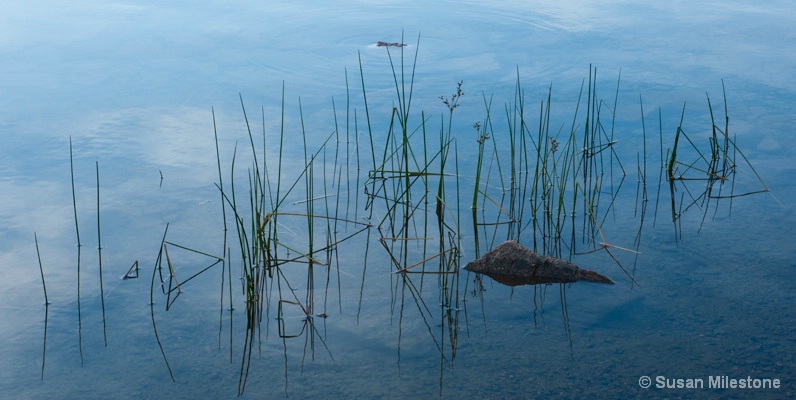 Reed, Sky Reflection 1399