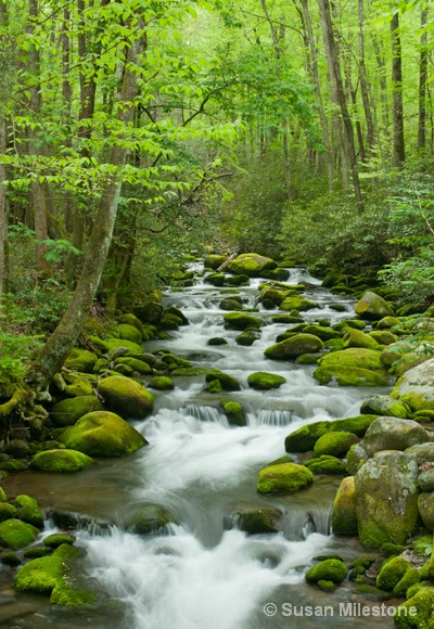 Roaring Fork Stream 4256