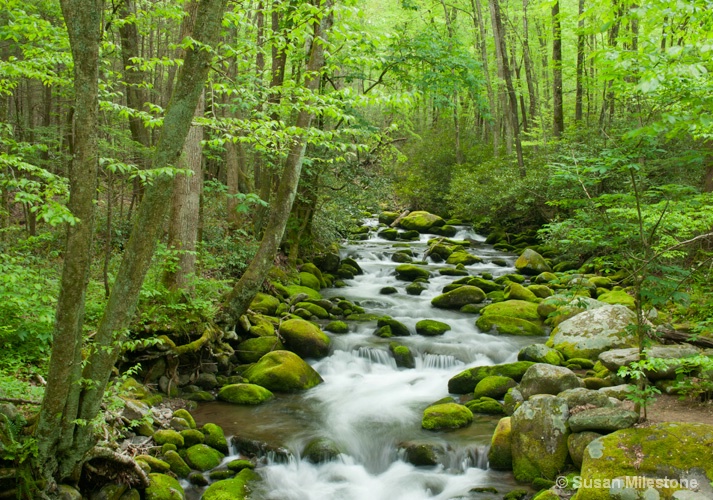 Roaring Fork Stream 4259