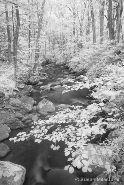 Roaring Fork IR Stream 8831