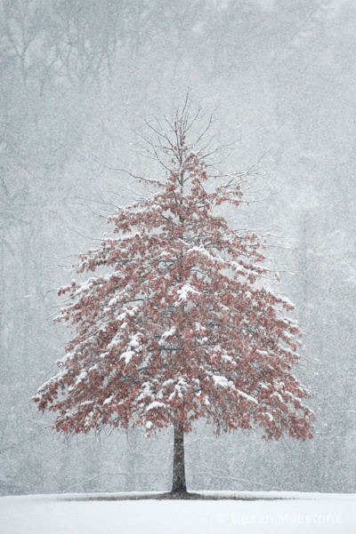 Snow Tree 4311 V