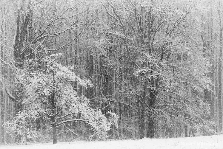 Snow Trees B&W 4327