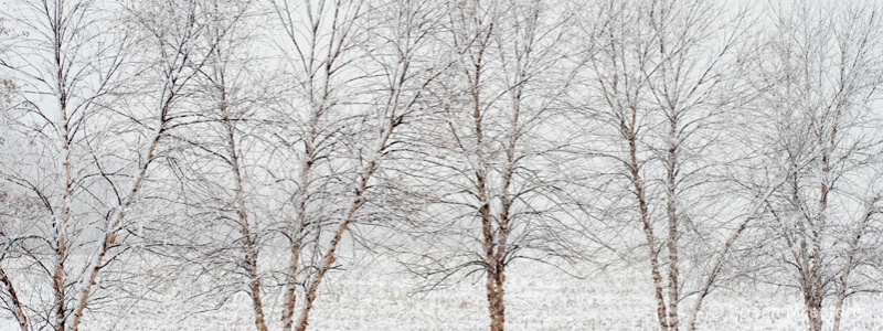 Snow Trees 4258