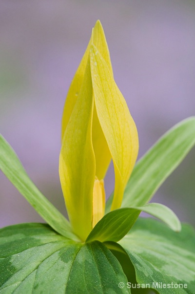 Yellow Trillium 5303