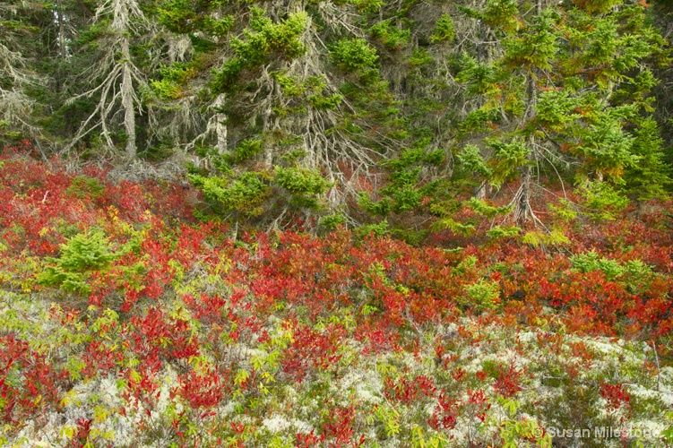 Blueberry Bushes Acadia NP 2314