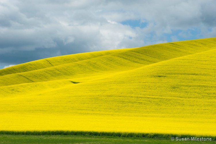 Yellow Field Palouse 2234