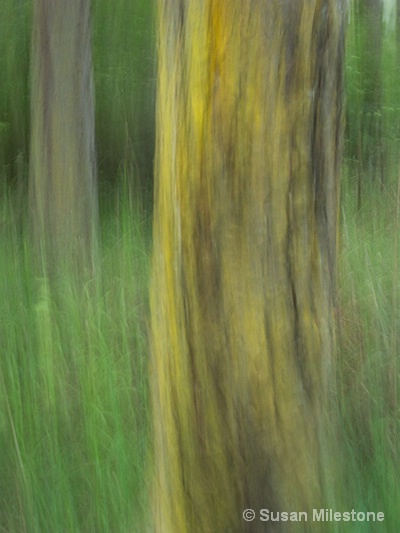 Yellow Lichen on Tree Swipe 1955