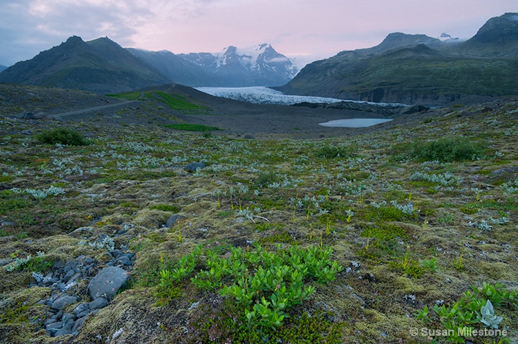 Alpine Field Glacier 3444