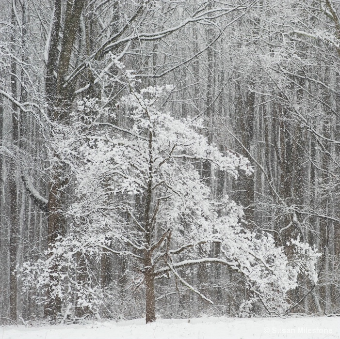 Snow Tree 4323