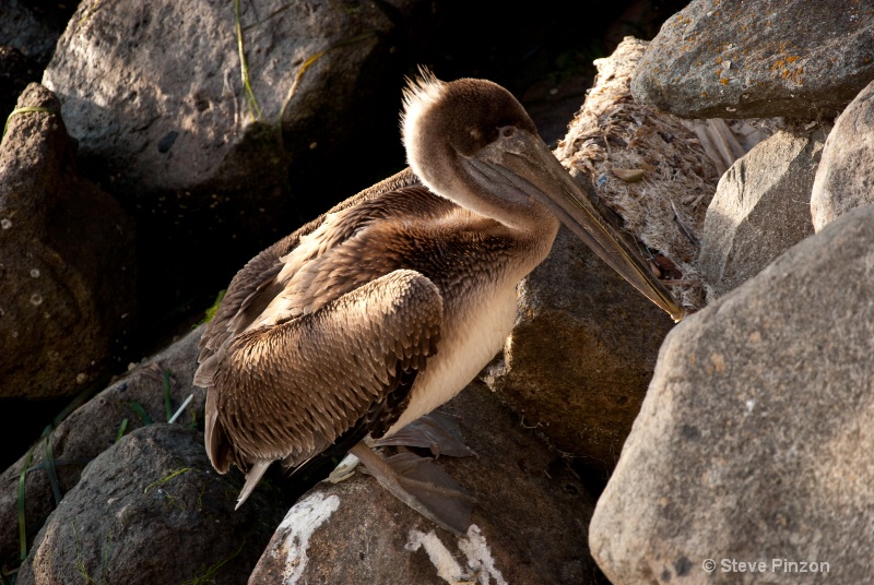 Morro Bay pelican