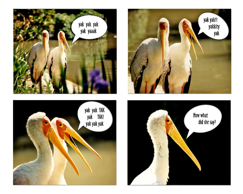 Yellow-billed Storks