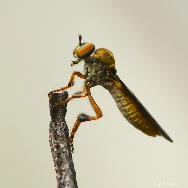 Robberfly Waiting for a Treat 