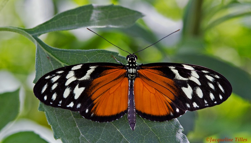 Tiger Longwing Butterfly