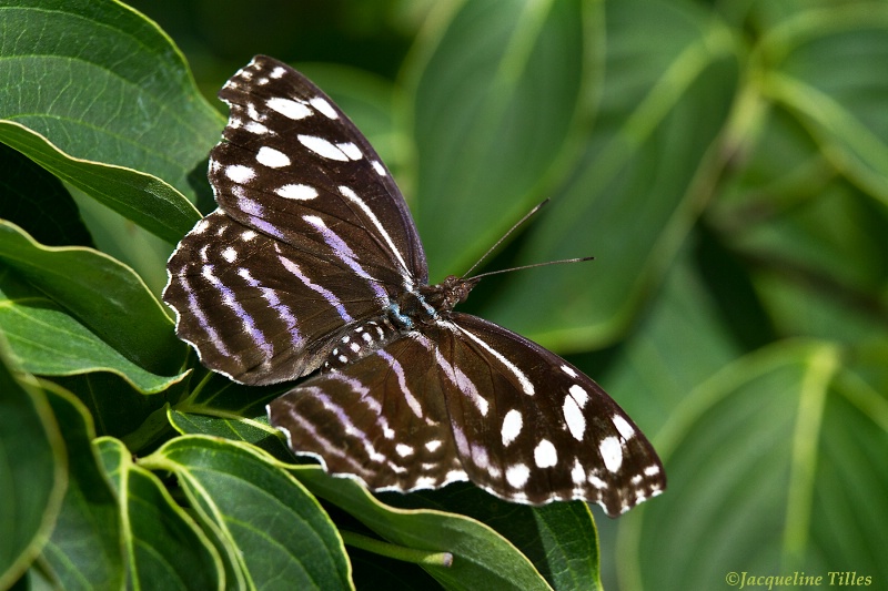 Blue Wave Butterfly on Japanese Dogwood