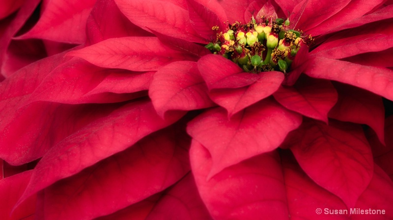 Poinsettia 4541