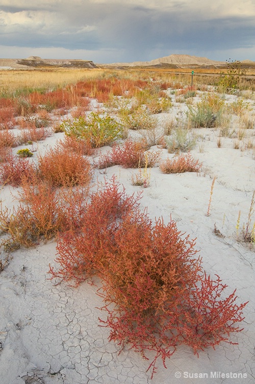 Badlands NP Desert Bushes 5812c