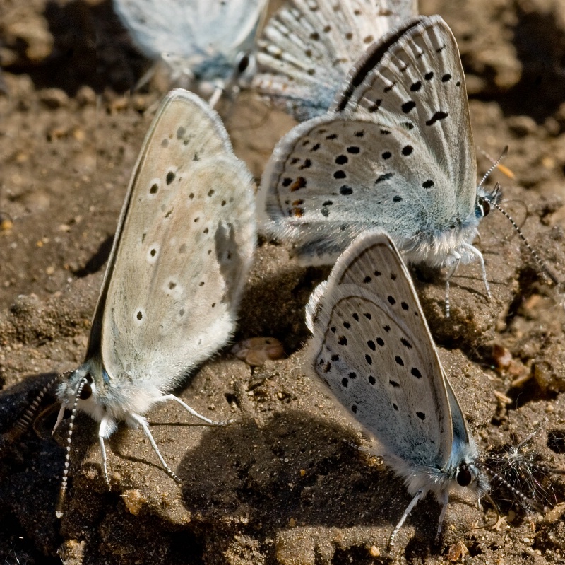 Three Blue Arrowheads close-up