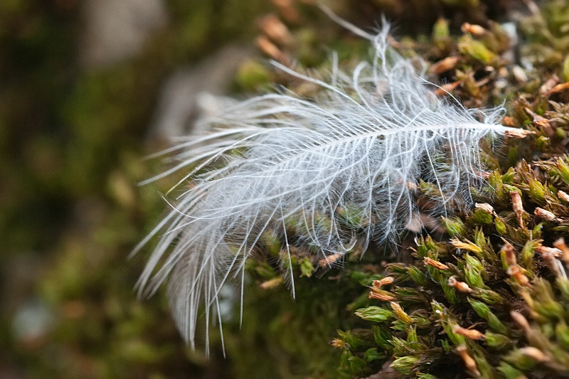downy feather on moss